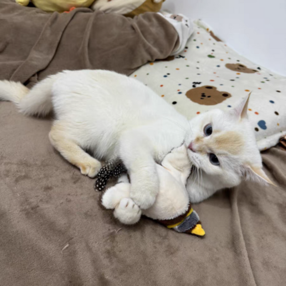 RonronFly™ – Le compagnon qui apaise & occupe votre chat